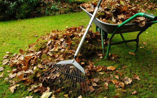 Garden Tidy up 1