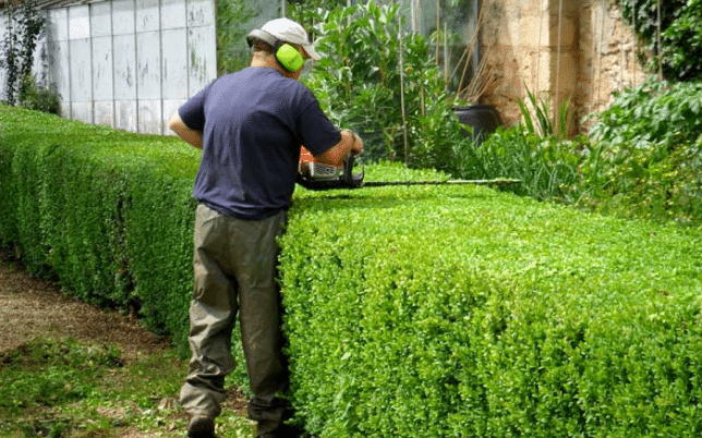 Hedge Trimming Service in Arataki