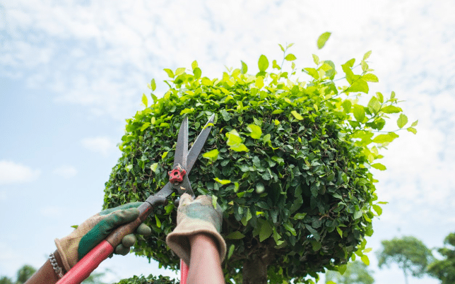 Tree Trimming 1