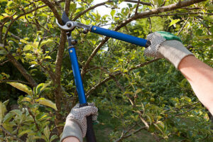 Tree Trimming and Green Wastage Removal