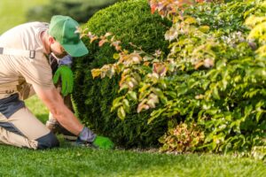 Gardening Services and Garden Tidy up & Maintenance Tauranga
