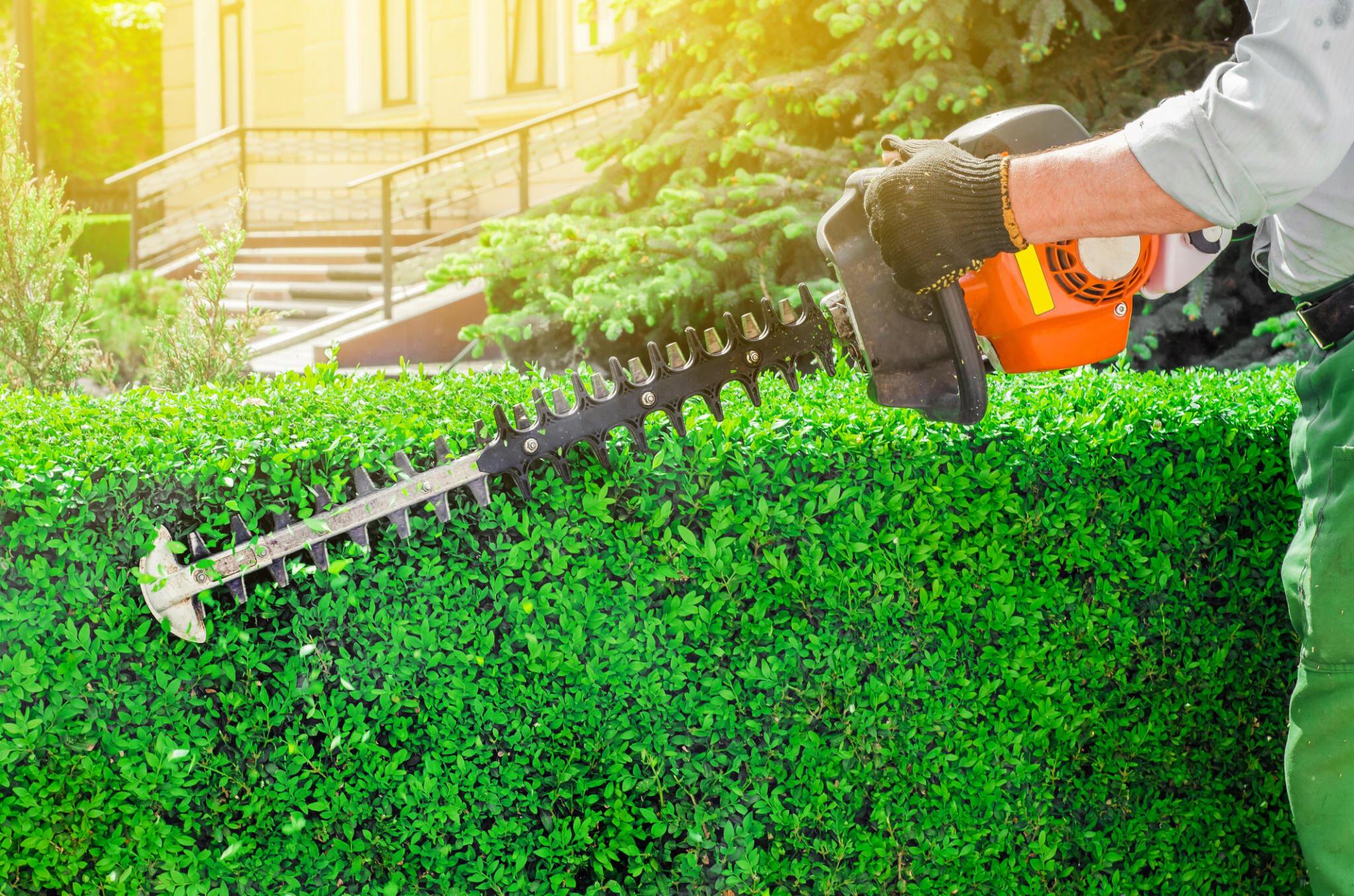 Hedge Trimming and Pruning Service Tauranga