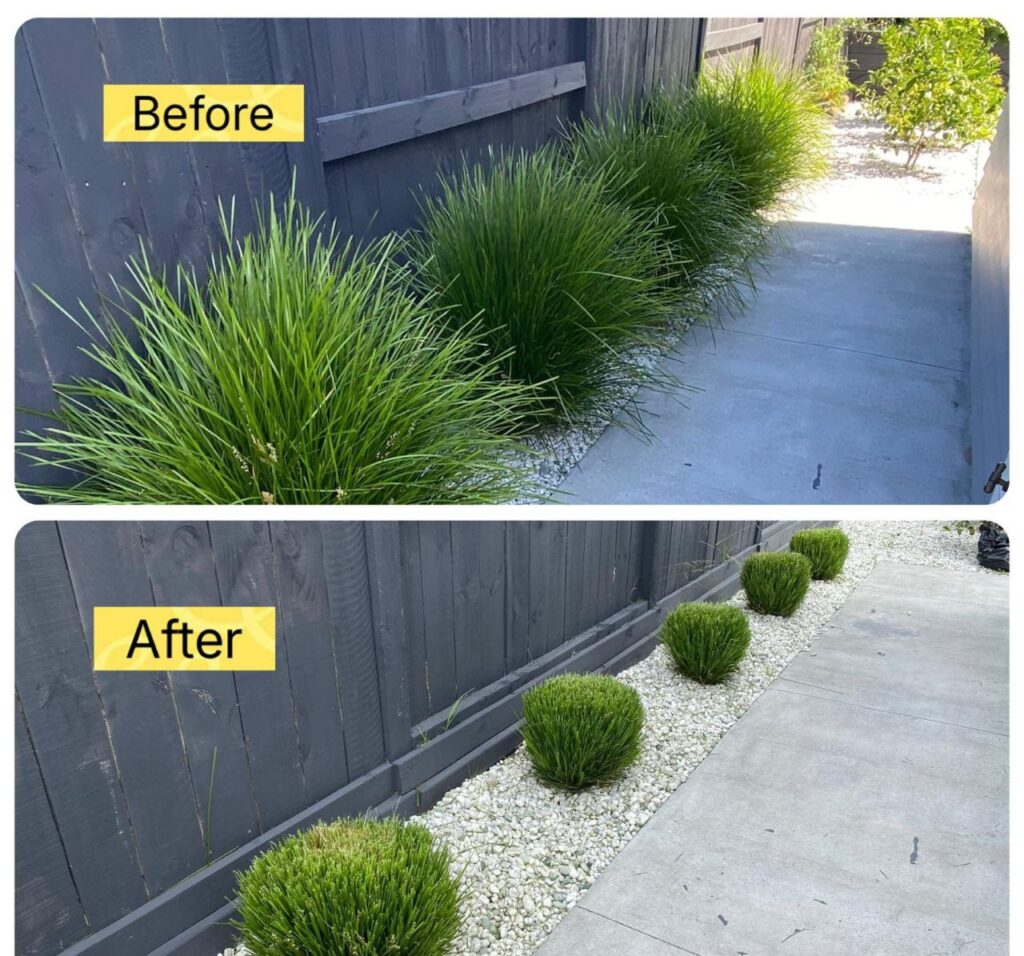 Trimming Pruning 01