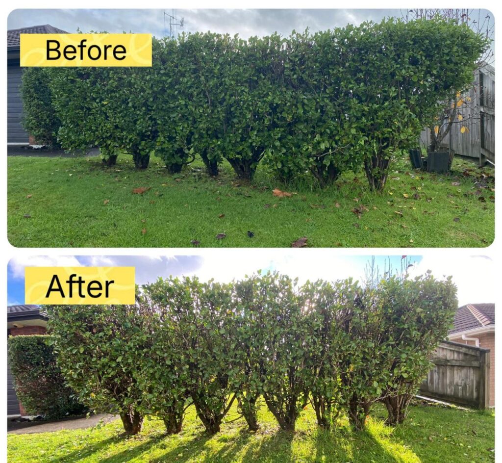 Trimming Pruning 03