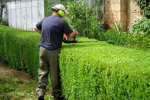 Hedge Trimming