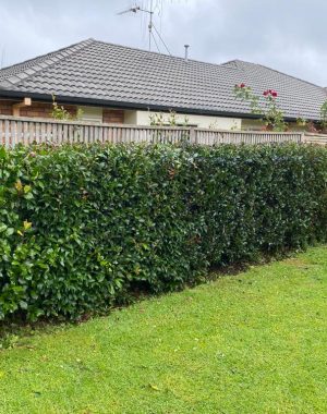 Arataki Hedge Trimming Service