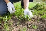 Weed Control & Spraying Tauranga