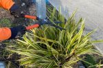 expert local gardener services Tauranga